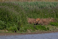 David Plant Photography - Wildlife Photography - Chinese water deer - N
