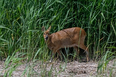 David Plant Photography - Wildlife Photography - Chinese water deer - O