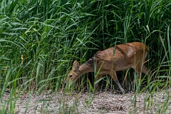David Plant Photography - Wildlife Photography - Chinese water deer - P