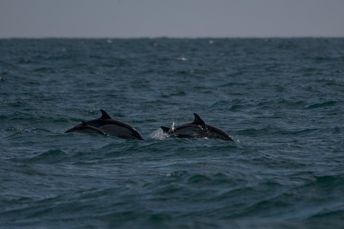 David Plant Photography - Wildlife Photography - Common dolphin - A.JPG - Common dolphins, Delphinus delphis - Sea off Devon
