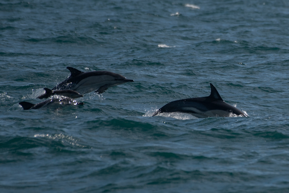 David Plant Photography - Wildlife Photography - Common dolphin - B.JPG - Common dolphins, Delphinus delphis - Sea off Devon