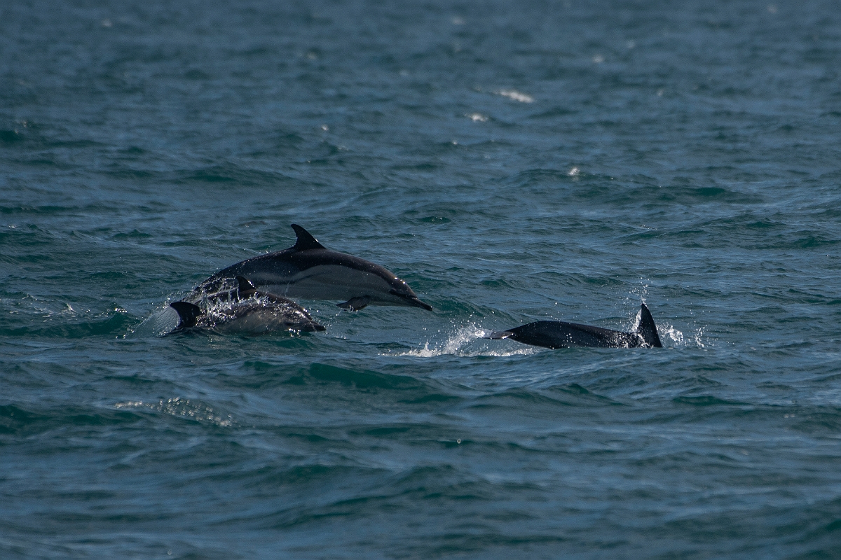 David Plant Photography - Wildlife Photography - Common dolphin - C.JPG - Common dolphins, Delphinus delphis - Sea off Devon