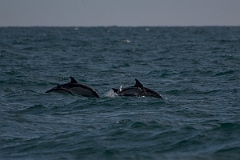 David Plant Photography - Wildlife Photography - Common dolphin - A