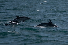 David Plant Photography - Wildlife Photography - Common dolphin - B