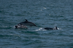 David Plant Photography - Wildlife Photography - Common dolphin - C
