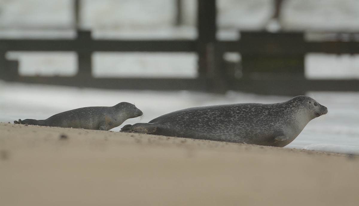 David Plant Photography - Wildlife Photography - Common seal - A.jpg - Common seal, Phoca vitulina and pup - Norfolk
