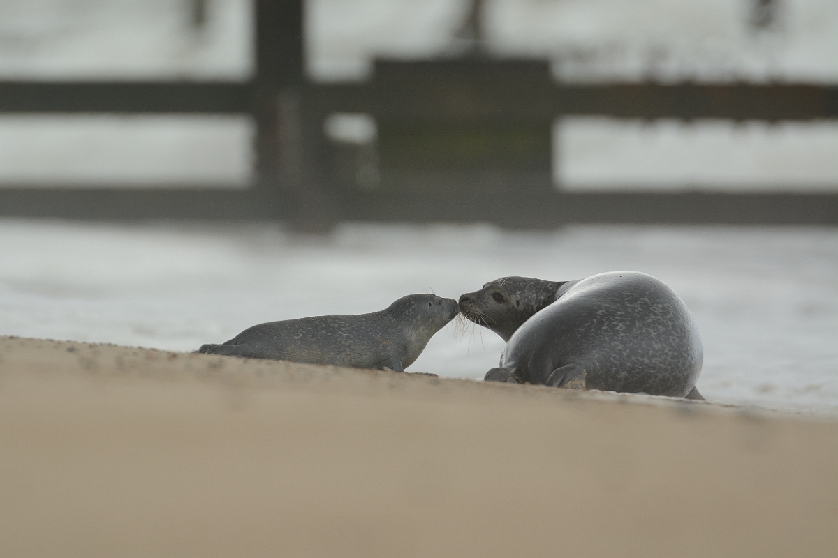 David Plant Photography - Wildlife Photography - Common seal - B.jpg - Common seal, Phoca vitulina and pup - Norfolk