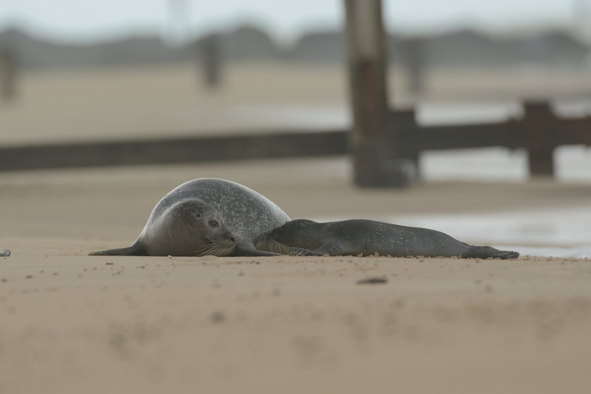 David Plant Photography - Wildlife Photography - Common seal - C.jpg - Common seal, Phoca vitulina and pup - Norfolk