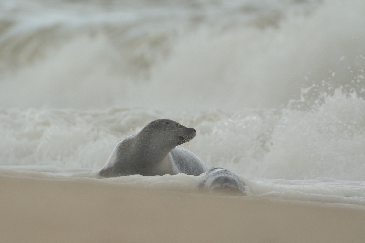 David Plant Photography - Wildlife Photography - Common seal - E.jpg - Common seal, Phoca vitulina and pup - Norfolk