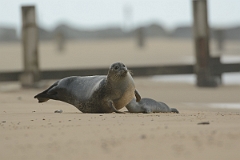David Plant Photography - Wildlife Photography - Common seal - D