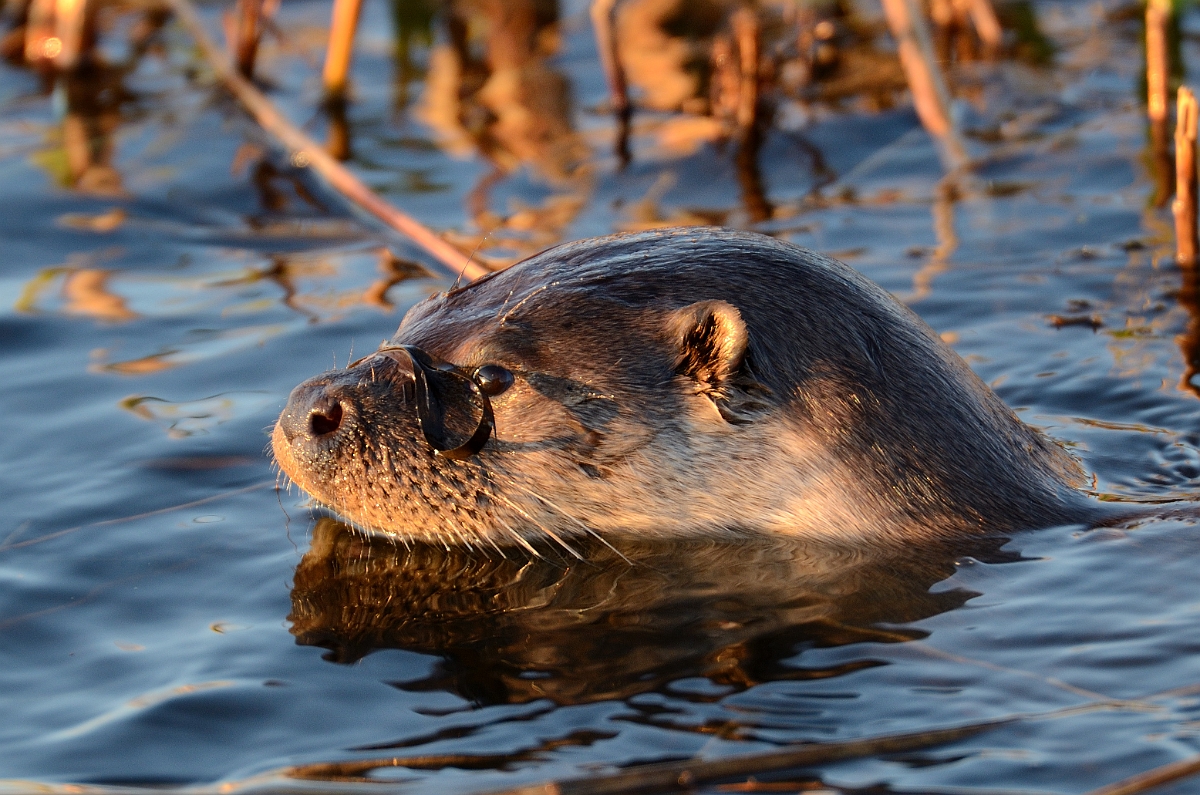 David Plant Photography - Wildlife Photography - Otter - A.jpg - Eurasian otter, Lutra lutra, male - Suffolk