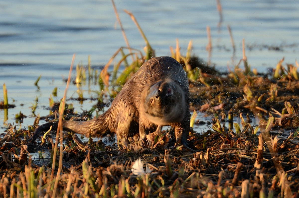 David Plant Photography - Wildlife Photography - Otter - B.jpg - Eurasian otter, Lutra lutra, male shaking dry - Suffolk