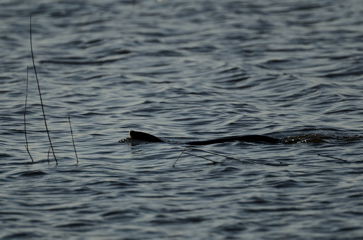 David Plant Photography - Wildlife Photography - Otter - D.jpg - Eurasian otter, female swimming - Suffolk