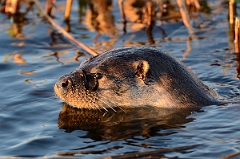 David Plant Photography - Wildlife Photography - Otter - A