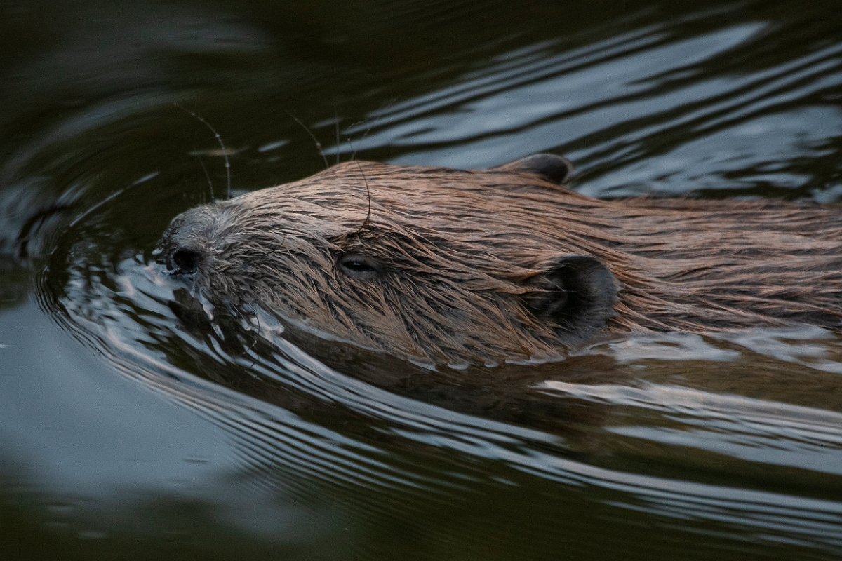 David Plant Photography - Wildlife Photography - Eurasian beaver - A.JPG - Eurasian beaver, Castor fiber - Perthshire