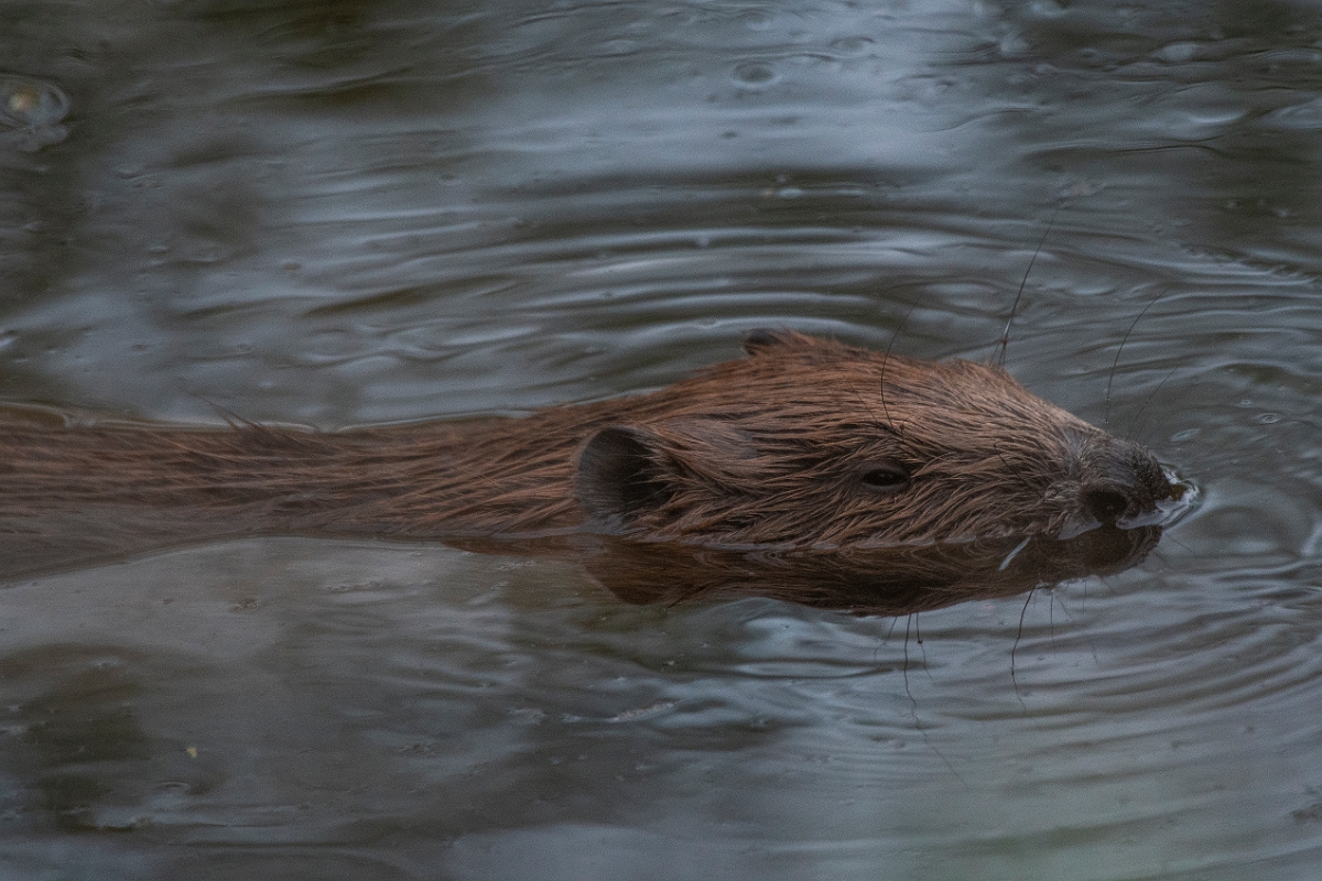 David Plant Photography - Wildlife Photography - Eurasian beaver - E.JPG - Eurasian beaver, Castor fiber - Perthshire