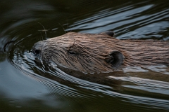David Plant Photography - Wildlife Photography - Eurasian beaver - A