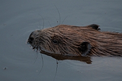 David Plant Photography - Wildlife Photography - Eurasian beaver - B