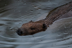David Plant Photography - Wildlife Photography - Eurasian beaver - C