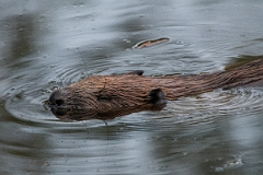 David Plant Photography - Wildlife Photography - Eurasian beaver - D