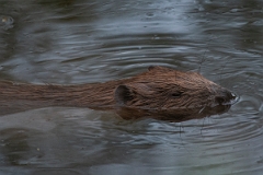 David Plant Photography - Wildlife Photography - Eurasian beaver - E
