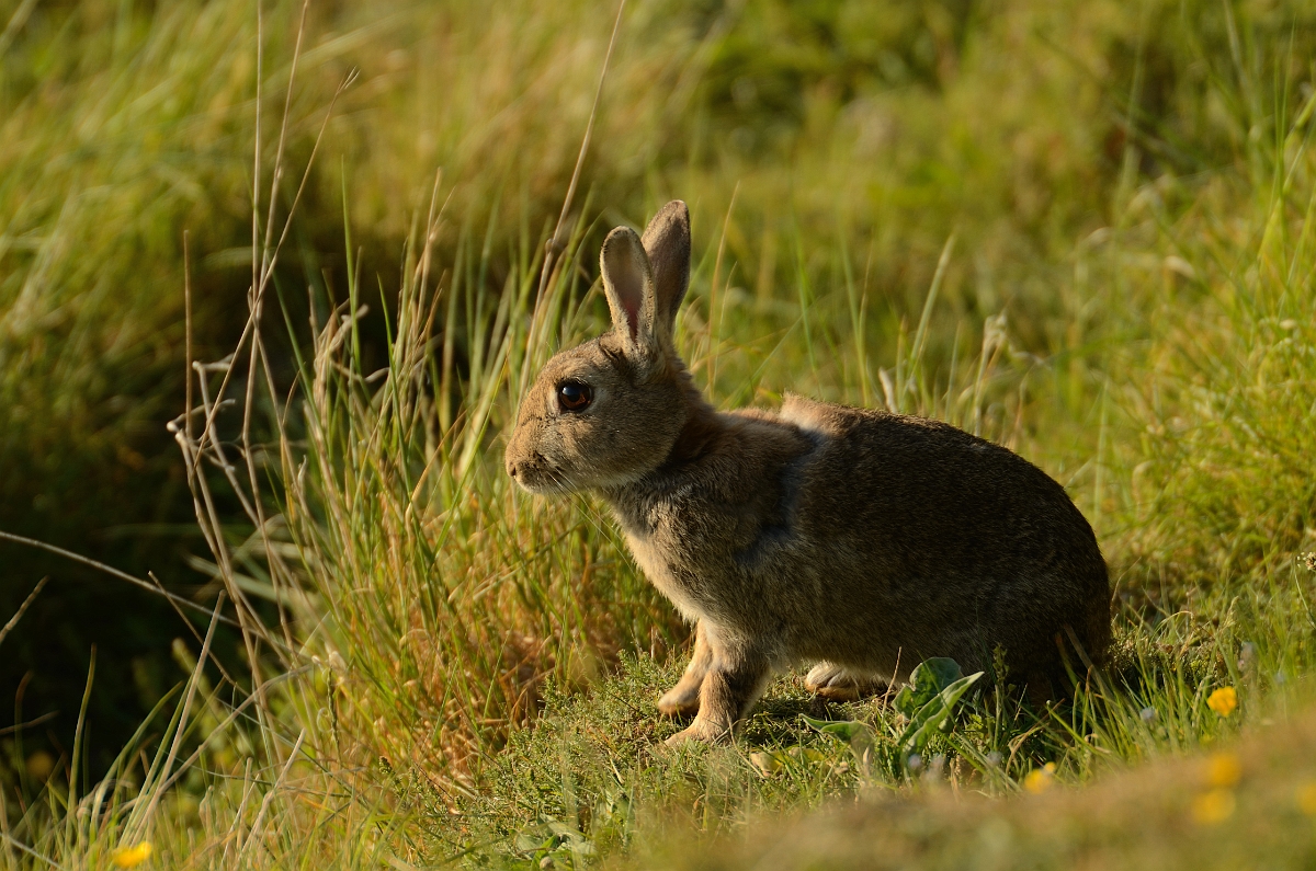 David Plant Photography - Wildlife Photography - Rabbit - A.jpg - European rabbit, Oryctolagus cuniculus - Bedfordshire