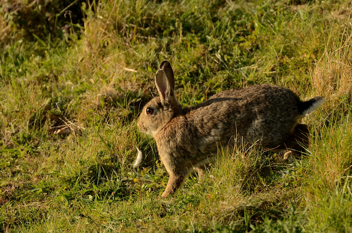 David Plant Photography - Wildlife Photography - Rabbit - B.jpg - European rabbit, Oryctolagus cuniculus - Bedfordshire