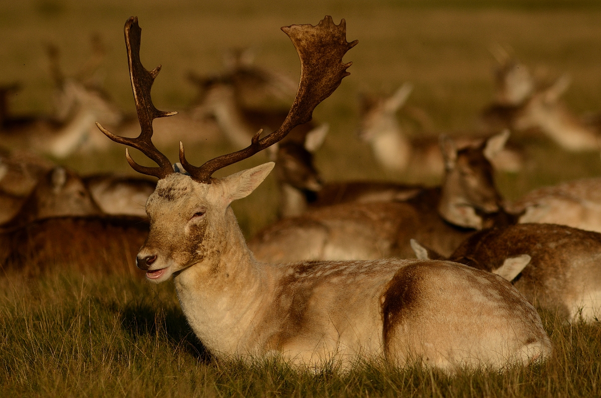 David Plant Photography - Wildlife Photography - Fallow deer - A.jpg - Fallow deer, Dama dama, stag sitting in herd - Surrey