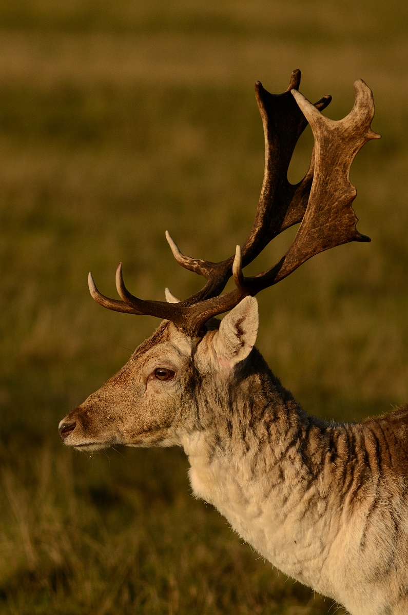 David Plant Photography - Wildlife Photography - Fallow deer - C.jpg - Fallow deer, Dama dama, stag - Surrey