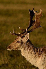 David Plant Photography - Wildlife Photography - Fallow deer - C