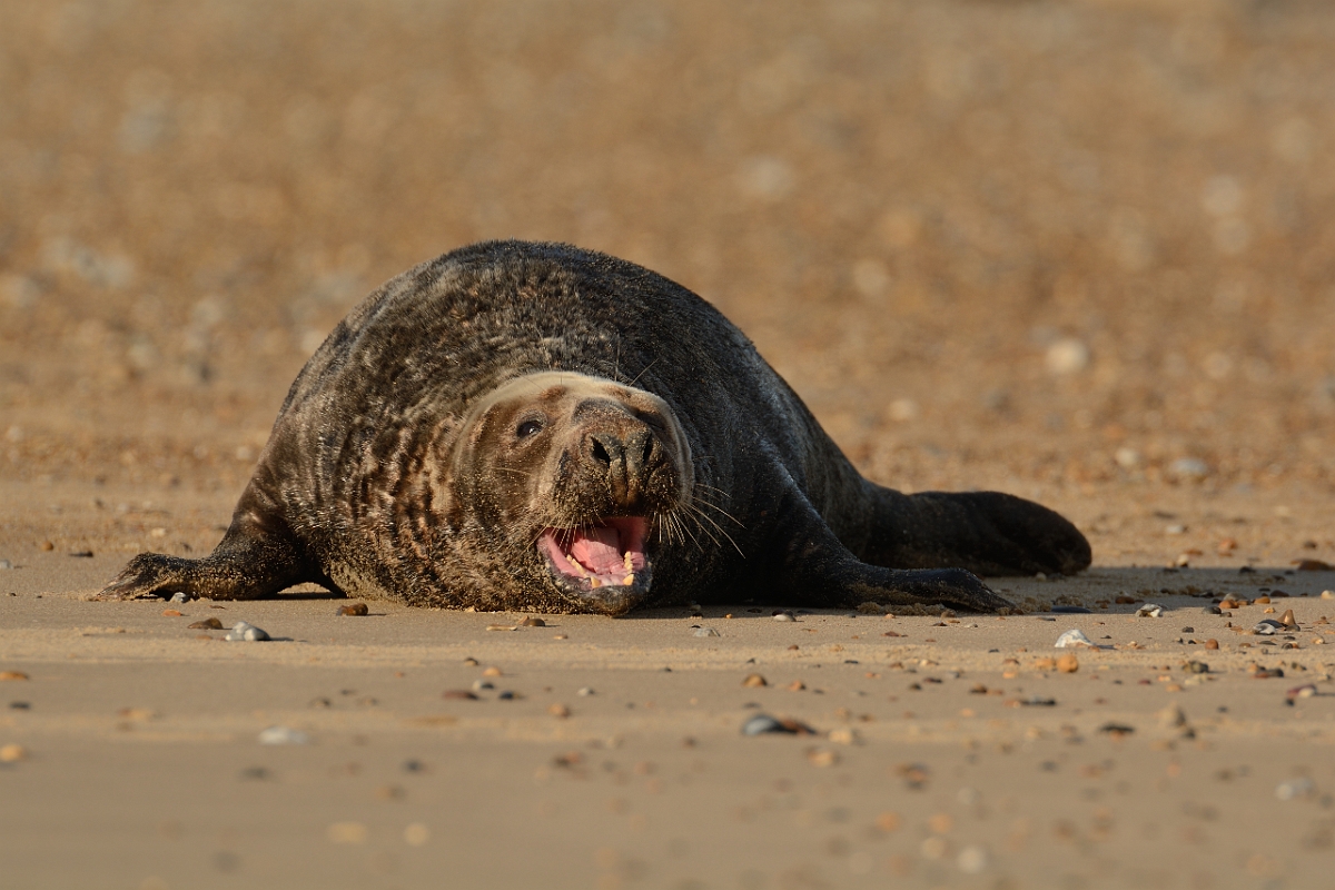 David Plant Photography - Wildlife Photography - Grey seal - AB.jpg - Grey seal, Halichoerus grypus, male calling - Norfolk