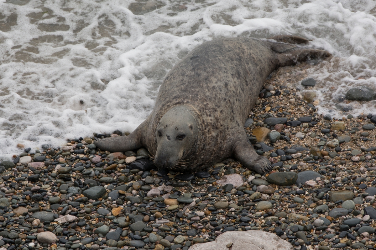David Plant Photography - Wildlife Photography - Grey seal - AF.jpg - Grey seal, Halichoerus grypus - Conwy