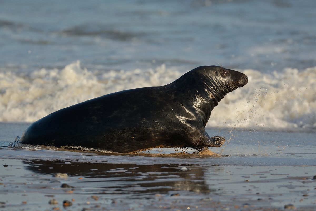 David Plant Photography - Wildlife Photography - Grey seal - G.jpg - Grey seal, Halichoerus grypus, male chased into sea - Norfolk