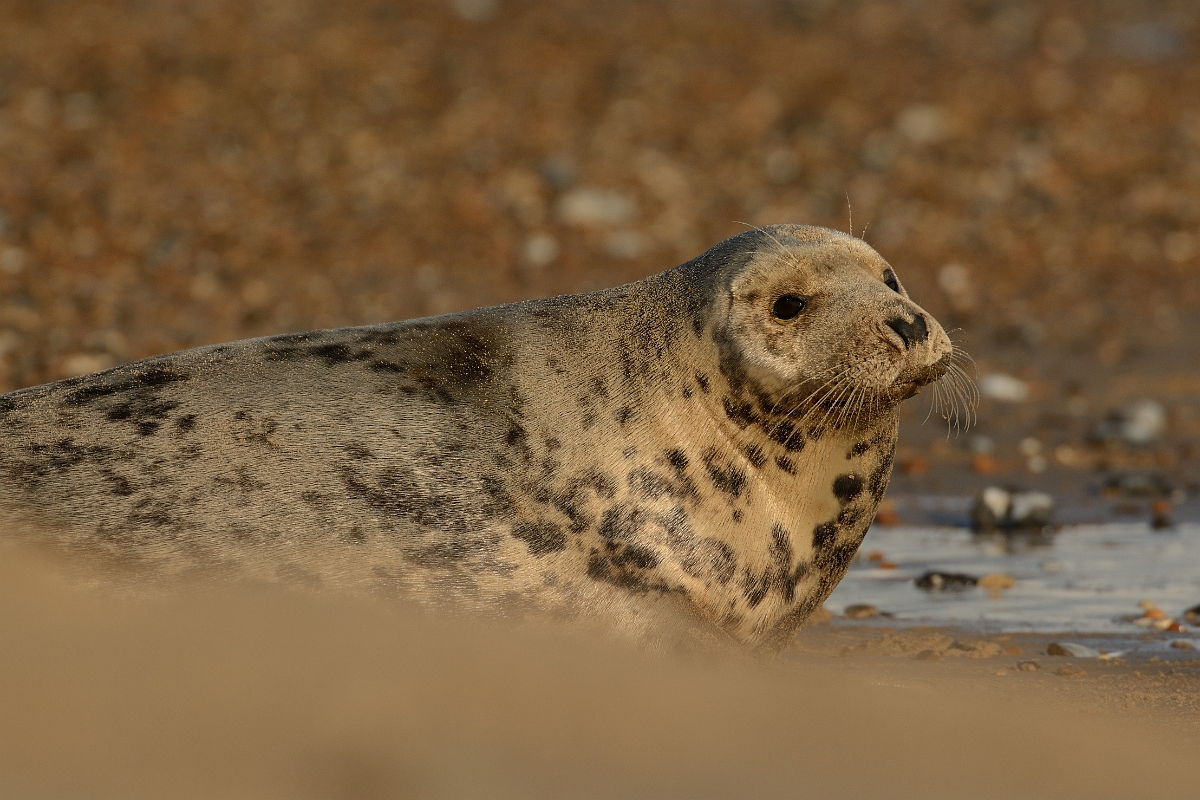 David Plant Photography - Wildlife Photography - Grey seal - I.jpg - Grey seal, Halichoerus grypus, female on beach - Norfolk