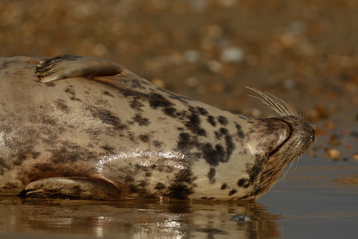 David Plant Photography - Wildlife Photography - Grey seal - T.jpg - Grey seal, Halichoerus grypus, female relaxing - Norfolk