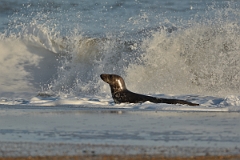 David Plant Photography - Wildlife Photography - Grey seal - A