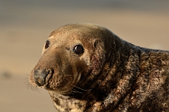 David Plant Photography - Wildlife Photography - Grey seal - AA