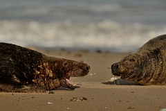 David Plant Photography - Wildlife Photography - Grey seal - AC
