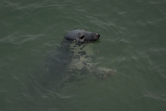 David Plant Photography - Wildlife Photography - Grey seal - AD