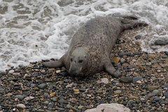 David Plant Photography - Wildlife Photography - Grey seal - AF