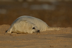 David Plant Photography - Wildlife Photography - Grey seal - D