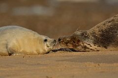 David Plant Photography - Wildlife Photography - Grey seal - E