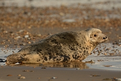David Plant Photography - Wildlife Photography - Grey seal - J