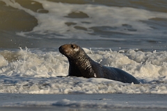David Plant Photography - Wildlife Photography - Grey seal - L