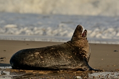 David Plant Photography - Wildlife Photography - Grey seal - M