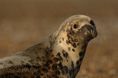 David Plant Photography - Wildlife Photography - Grey seal - N