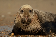 David Plant Photography - Wildlife Photography - Grey seal - O
