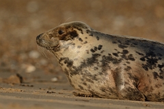 David Plant Photography - Wildlife Photography - Grey seal - P