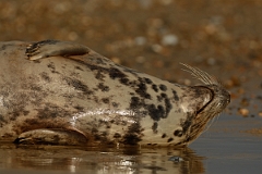 David Plant Photography - Wildlife Photography - Grey seal - T