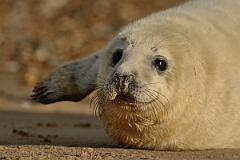 David Plant Photography - Wildlife Photography - Grey seal - U